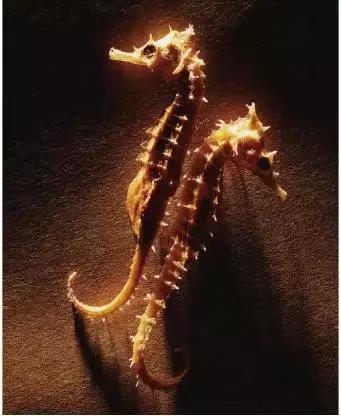 补肾气丸最好的一味中药,冬天可以吃的补肾的丸药