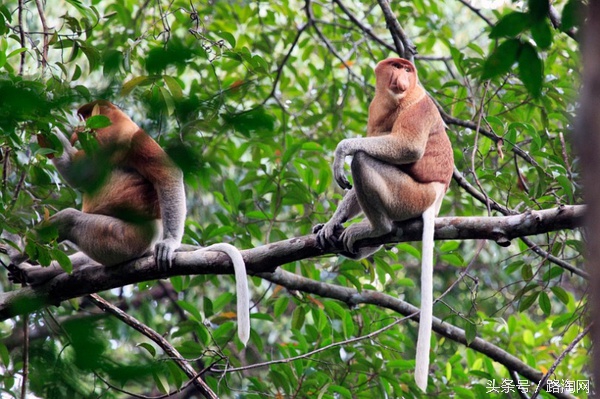 沙巴的美景感悟,四个理由让你爱上吃鱼
