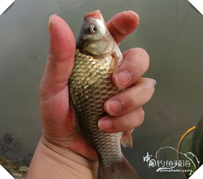 早起的鸟儿有虫吃动画,早起的鸟儿有虫吃故事