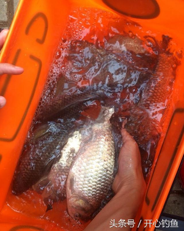 老鬼鱼饵料钓鳊鱼,老鬼专钓鳊鱼饵料配方