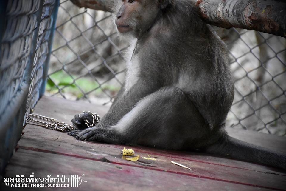从小养大的猴子会咬主人吗,从小养出来的猴子