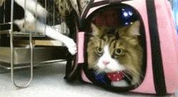 可以舔猫咪的神器,舌头仿真器