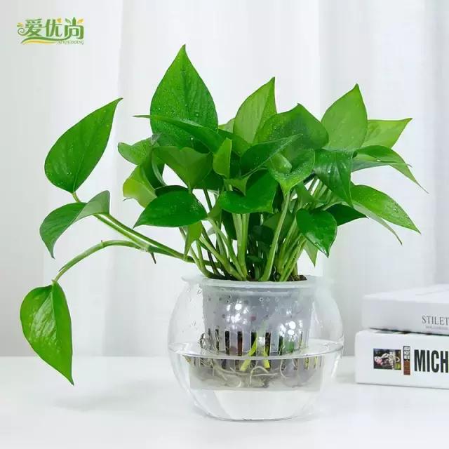 超实用水培植物怎么养,最适合懒人养的4种水培植物