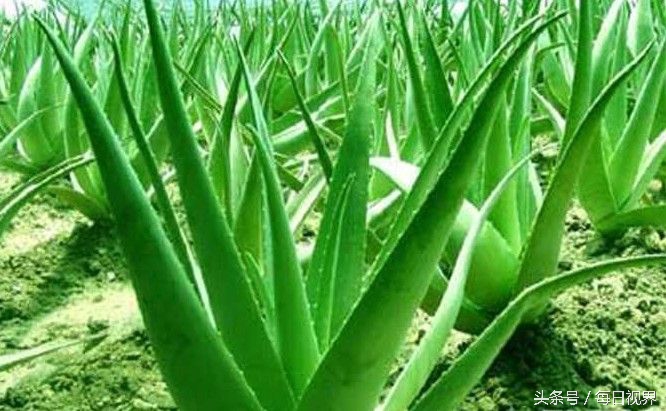 六种可以吃的芦荟有什么区别,芦荟对我们身体有什么好处