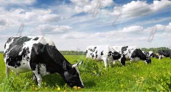 可瑞康爱他美奶粉测评,包子澳大利亚