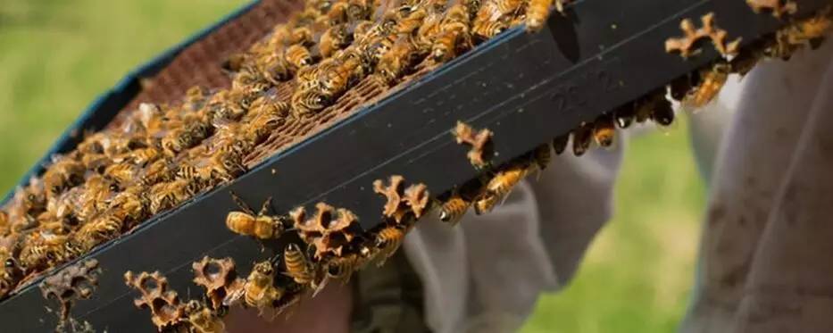 老中医蜂蜜系列,老中医生姜蜂蜜