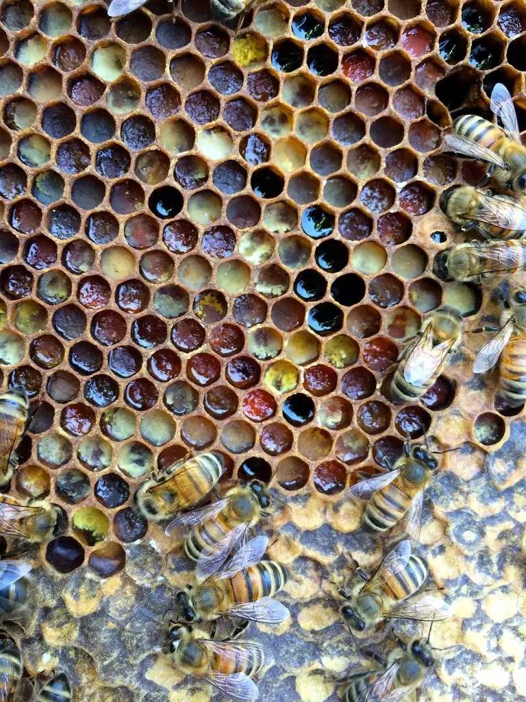 老中医蜂蜜系列,老中医生姜蜂蜜