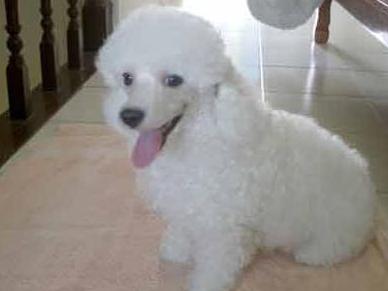 巨贵宾犬多少钱一只,宠物贵宾犬