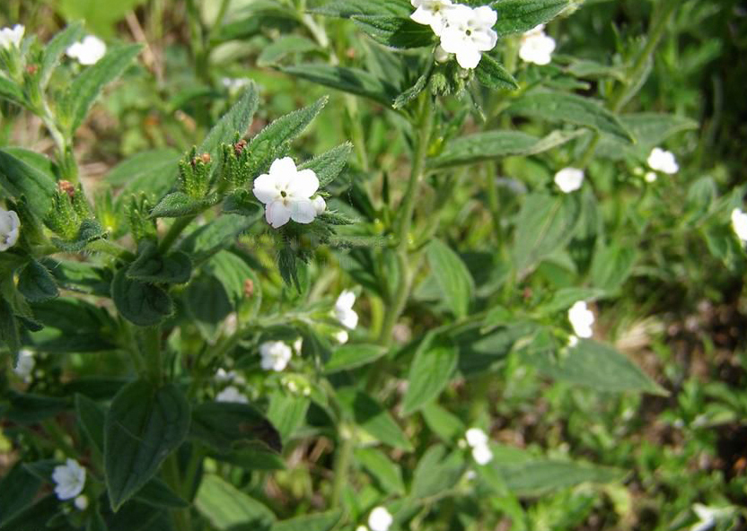 湿疹、痘痘、痱子、蚊虫叮咬、烧烫伤，1款自制中药膏好用