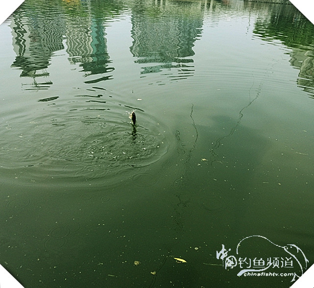 早起的鸟儿有虫吃动画,早起的鸟儿有虫吃故事