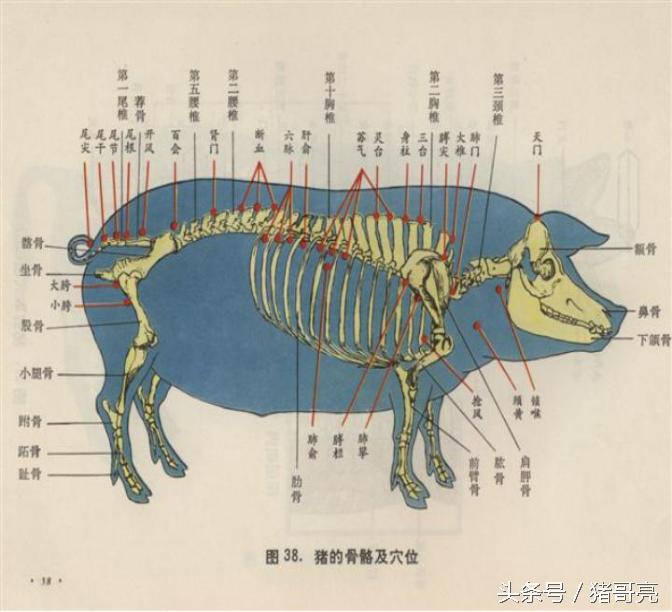 猪针灸,养猪可以针灸吗