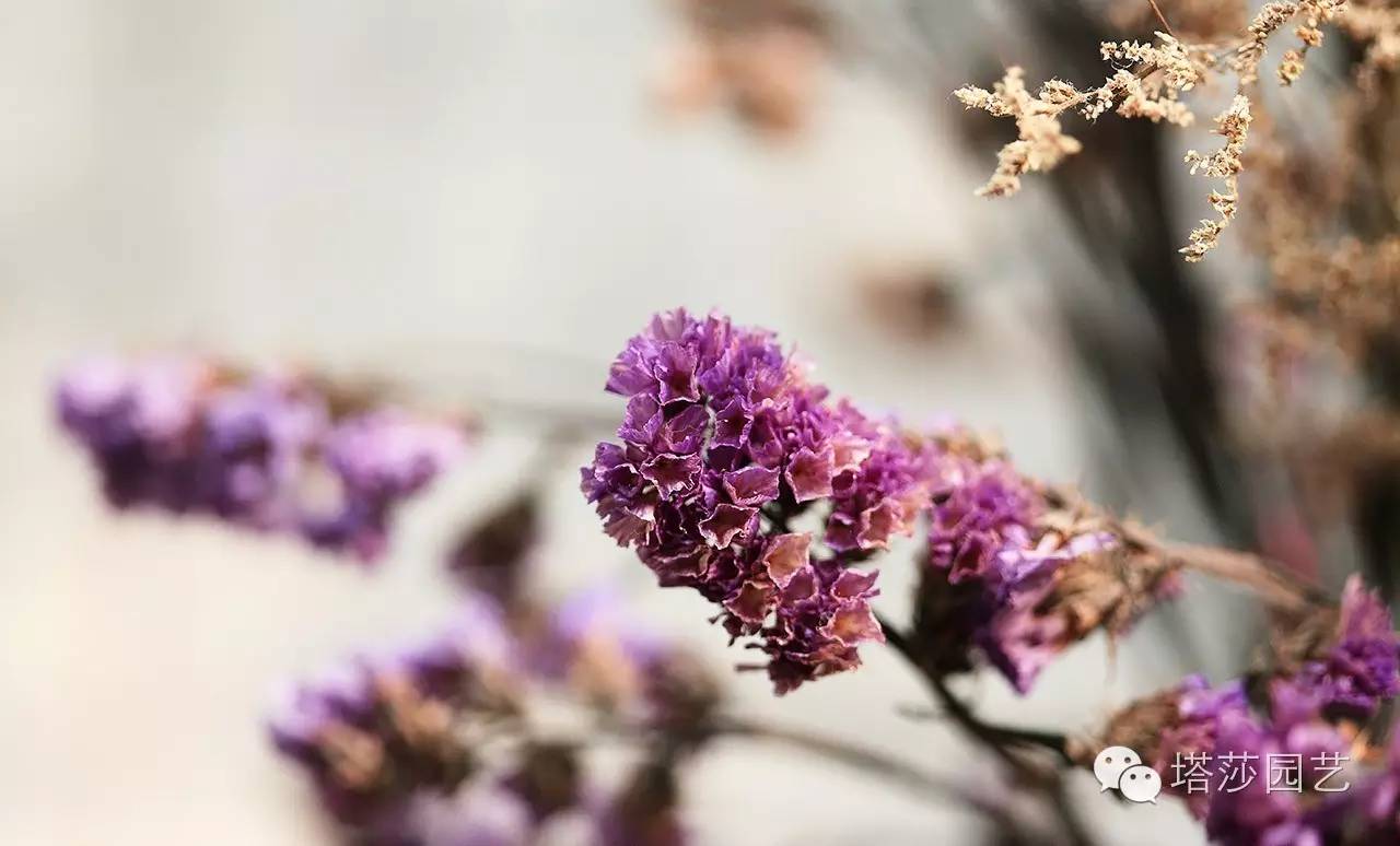 烧苗怎么挽救最好,烧苗的补救措施是