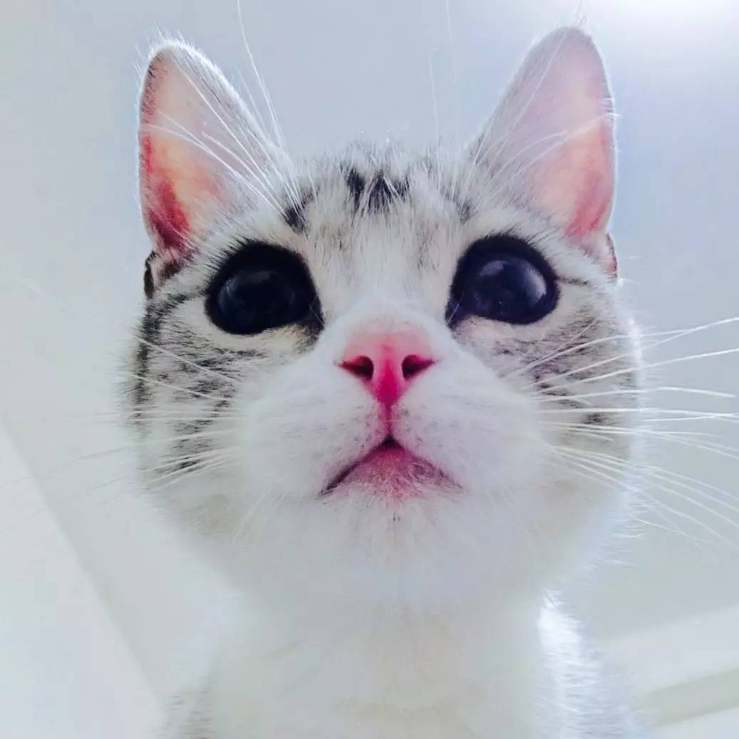 宠物大头照特效,宠物大头头像