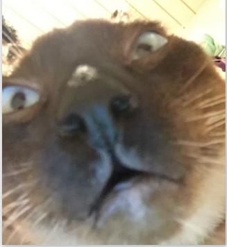 宠物大头照特效,宠物大头头像