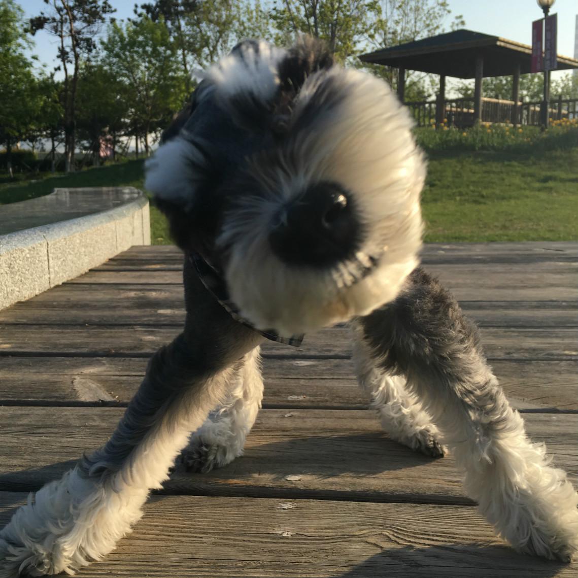 宠物大头照特效,宠物大头头像