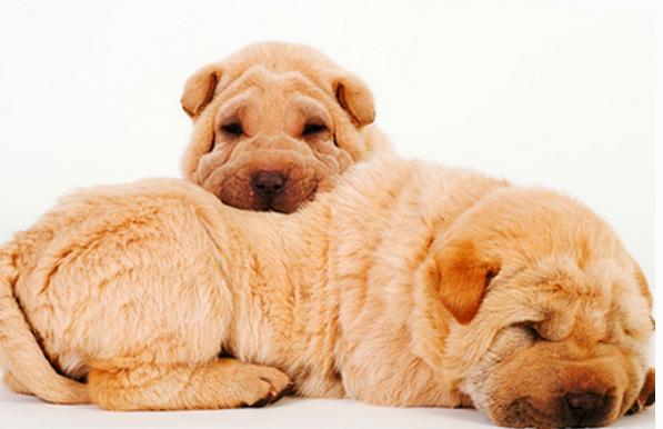 狗狗眼睑内翻手术大概多少钱,狗狗眼睑内翻注意什么