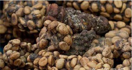 猫屎咖啡背后你所不知道的真相,为什么猫屎咖啡不是一般人能喝的