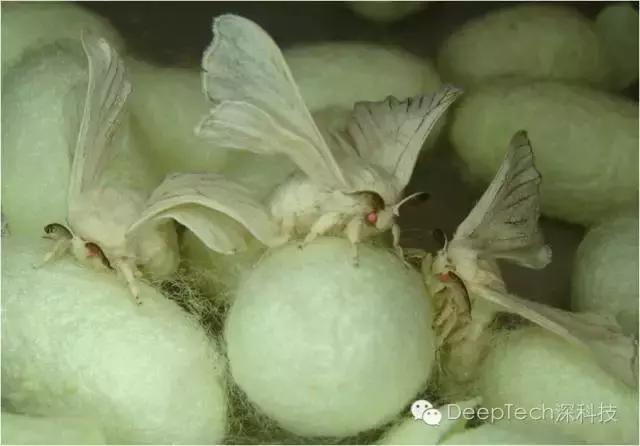 重磅:蚕宝宝吐蜘蛛丝，锻造转基因“生物钢材”