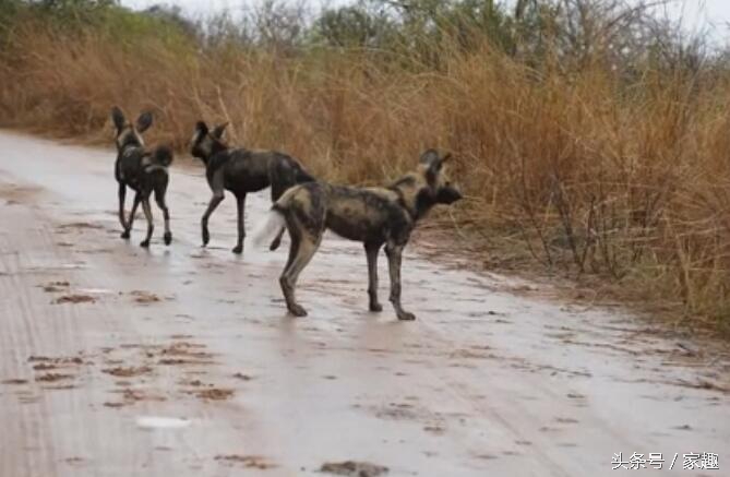 当非洲野狗遇到土狗，相互怒视，土狗威武，把野狗群都给吓跑了