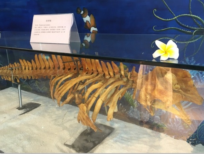 三亚下雨适合去旅游吗,三亚旅游遇到雨天怎么办