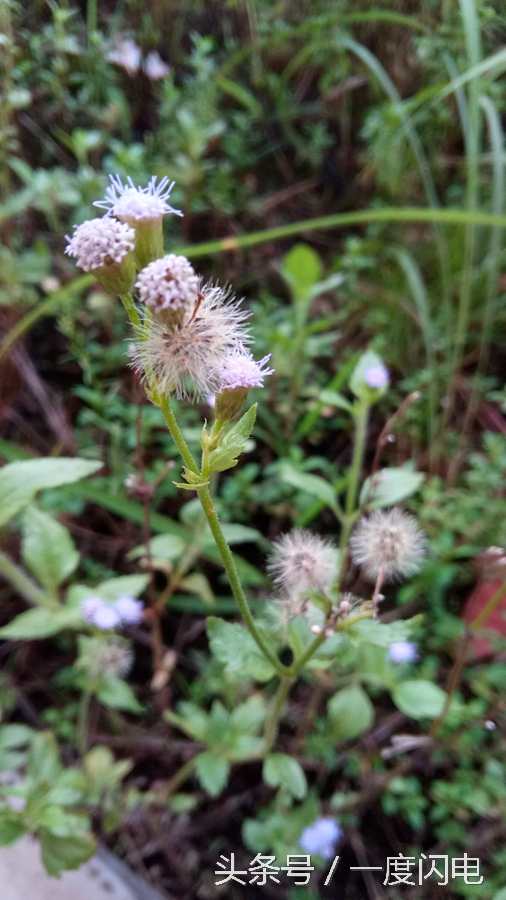 閰锋瘮max5鍙傛暟,閰锋瘮max5鎬ц兘