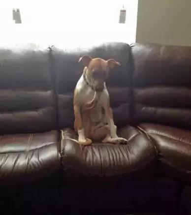 傻汪一言不合就啃脚没病可好，啃出病该怎么办？