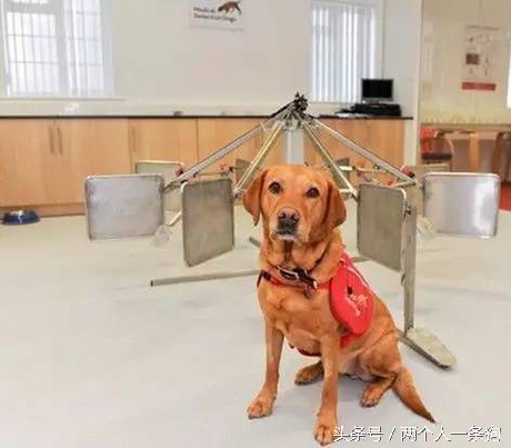 有特异功能的拉布拉多,拉布拉多怎么判断癌症