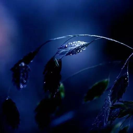 望月诗词鉴赏,秋夜诗词欣赏