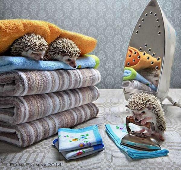 温柔可爱到爆的小刺猬,可爱呆萌小刺猬