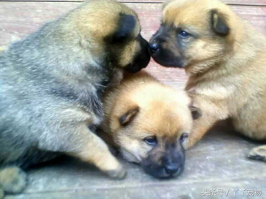 不穿鞋的原因竟然是？还好狗狗陪着你们我很放心