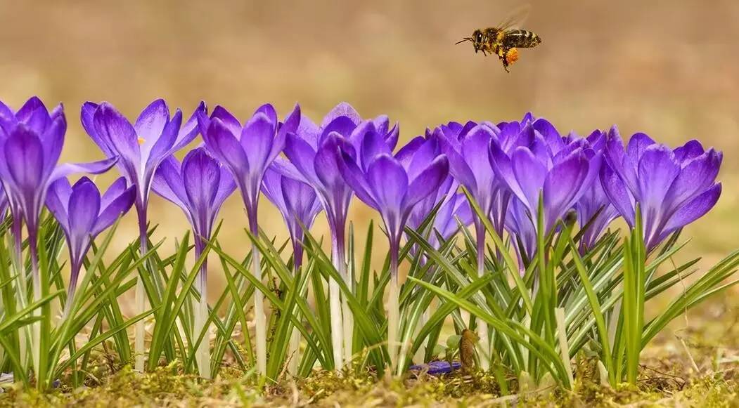 老中医蜂蜜系列,老中医秘制蜂蜜