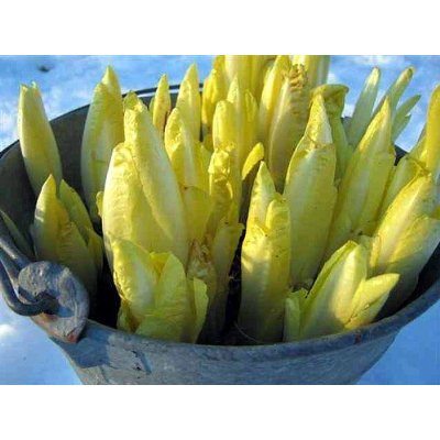 看看这10种蔬菜你全吃过没,这些蔬菜要经常记得收藏