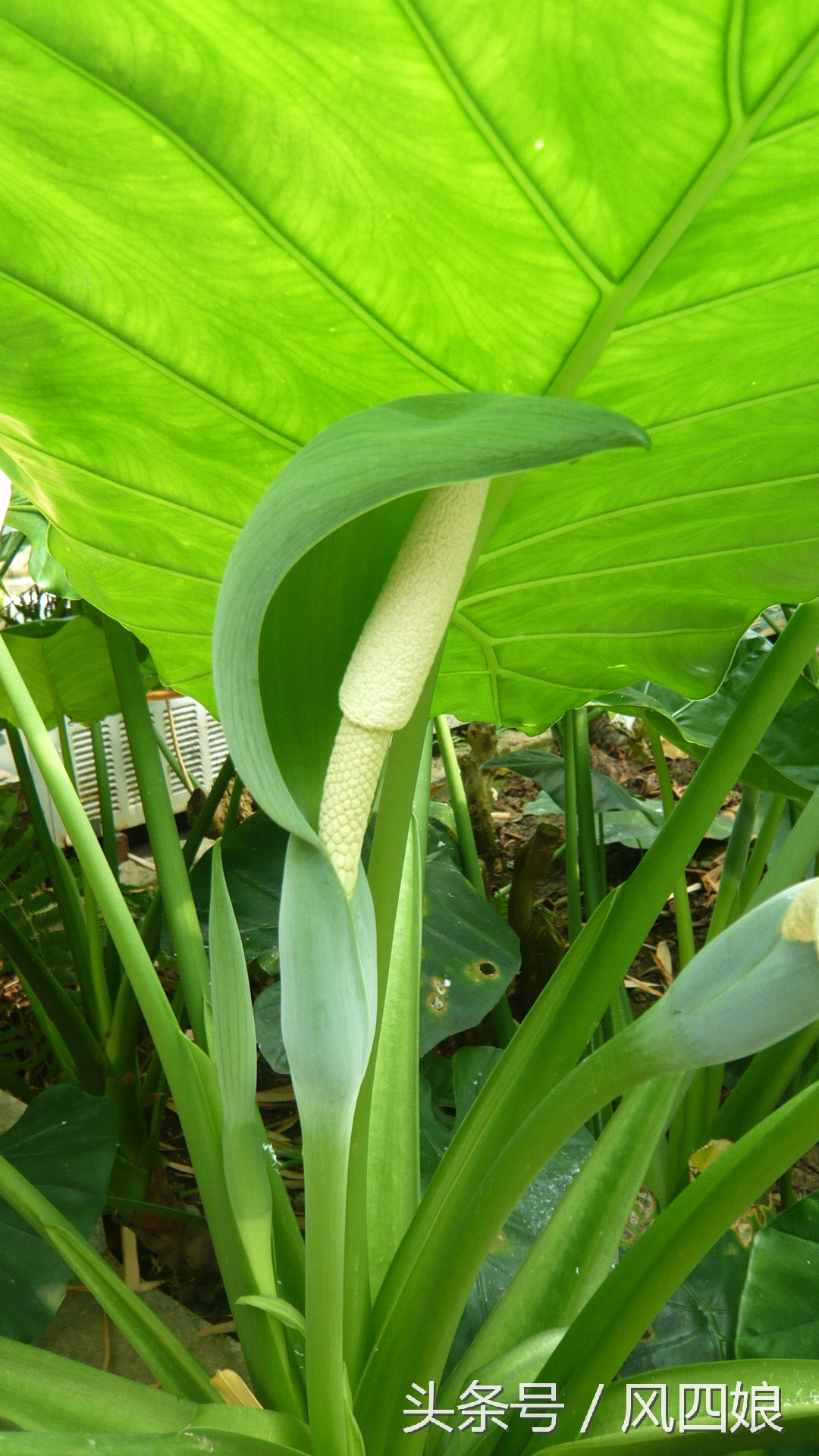 孩子误吃滴水观音怎么处理,小孩吃了滴水观音叶子怎么办