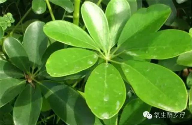 专家带你识草药,医生前往神秘的岛屿寻找治病方法