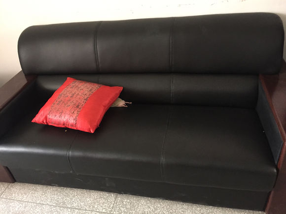 我家非洲迷你刺猬土豆的106天胖萌日记