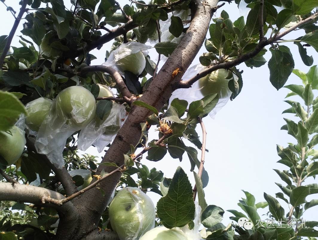 苹果树被虫蛀了还会恢复,苹果树病虫害天牛