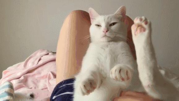 猫咪组合和柴犬组合，你喜欢那一组？