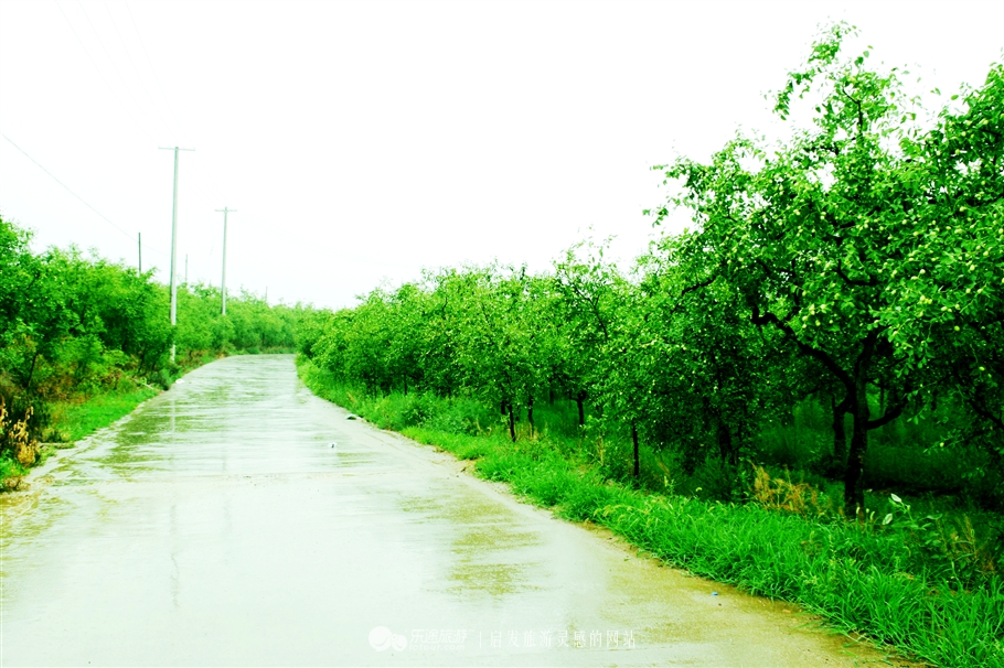 石家庄赞皇特产枣花,赞皇枣花
