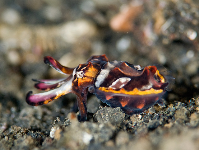 神马鬼|10万1只的奇葩昆虫宠物