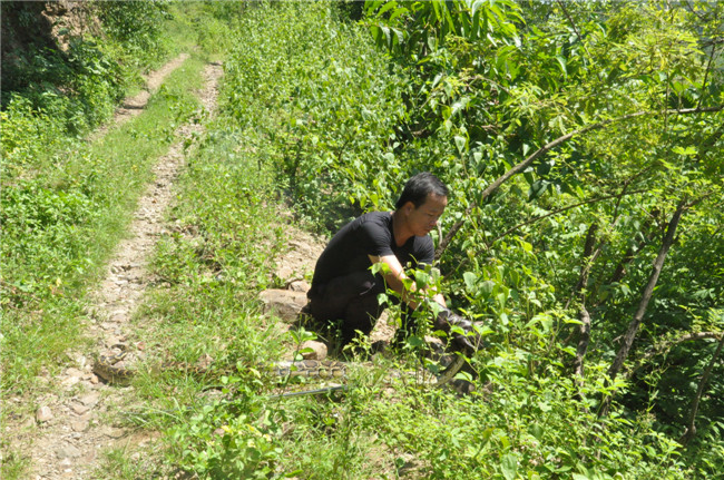 蟒蛇捕猎被干扰,蟒蛇躲在水里捕食猎物