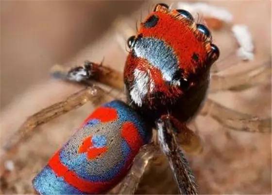 神马鬼|10万1只的奇葩昆虫宠物