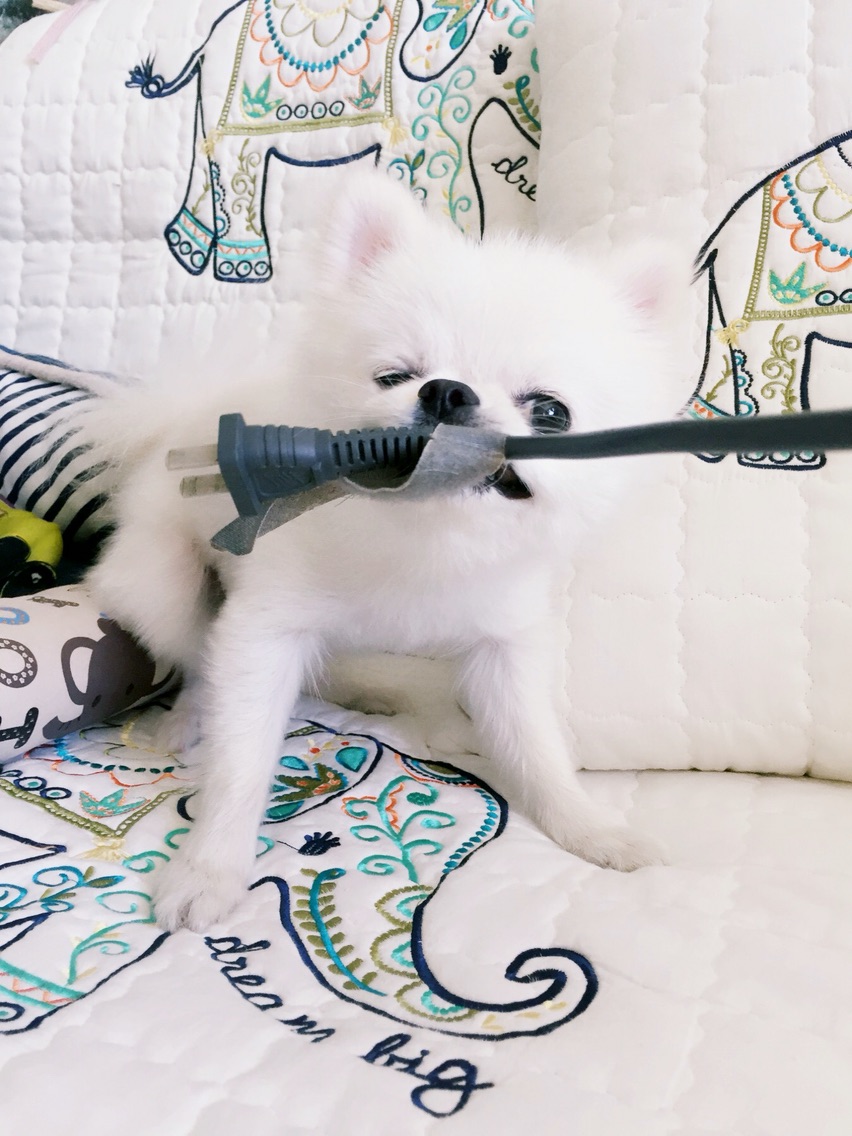 体贴的麻麻~狗狗爪爪大保健，还我嫩嫩的纤纤玉足