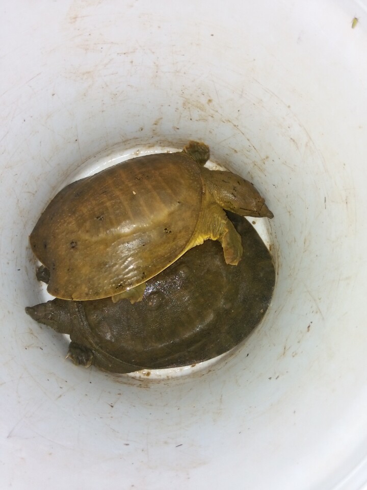 閽撶殑鐢查奔杩樿兘娲诲悧,閽撲笂鏉ョ殑鐢查奔鏈夊繉璁冲悧