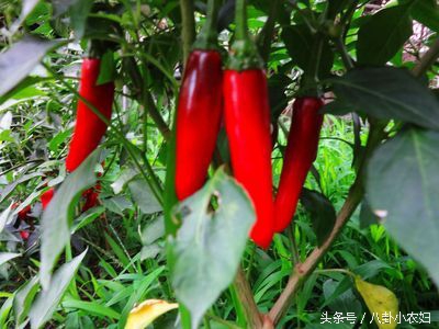 防虫植物和蔬菜,哪些植物可以和鱼共生