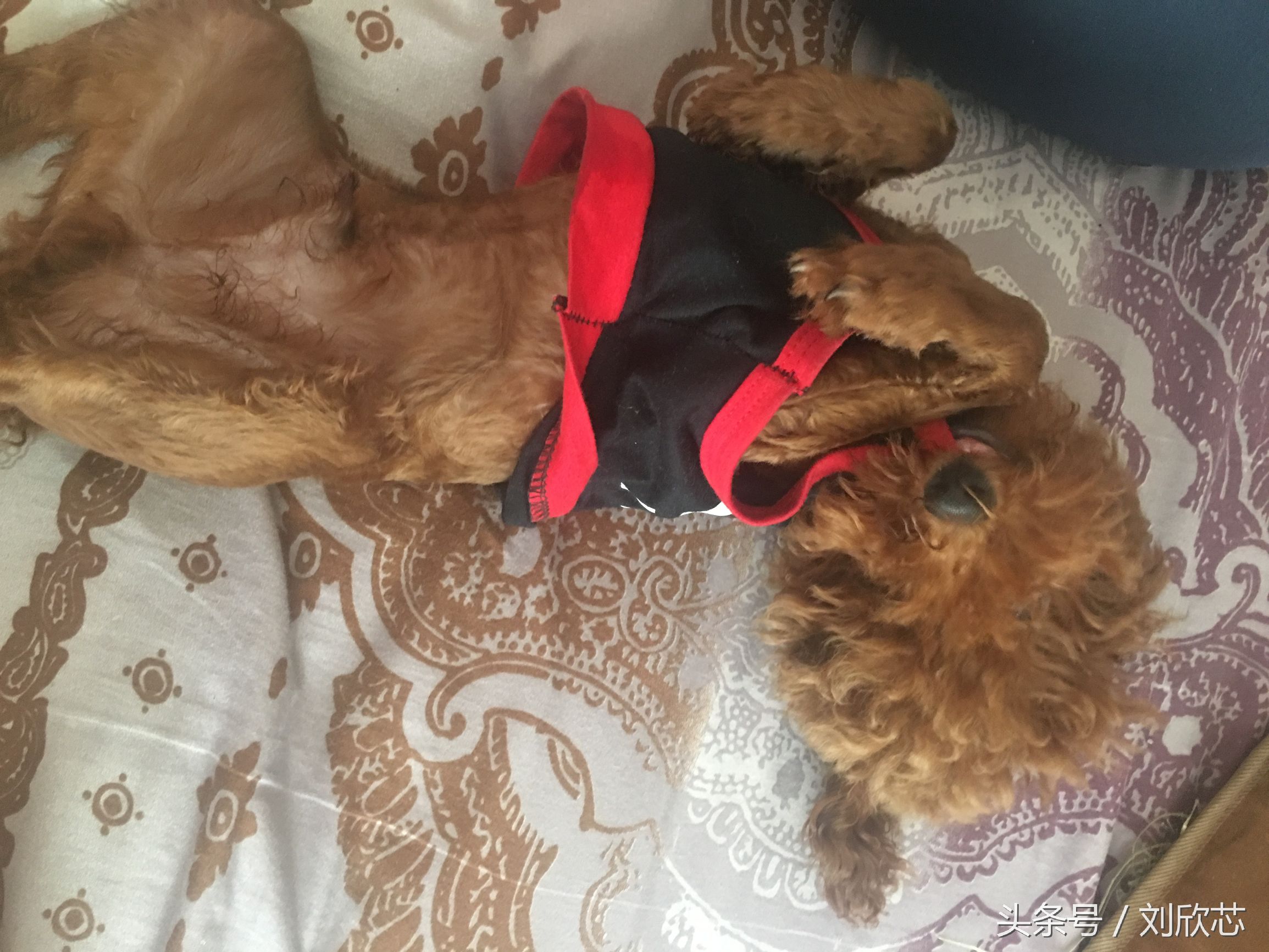 泰迪性格文静,怎么把泰迪训温顺