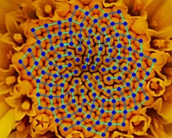 向日葵简短介绍,向日葵简短的知识