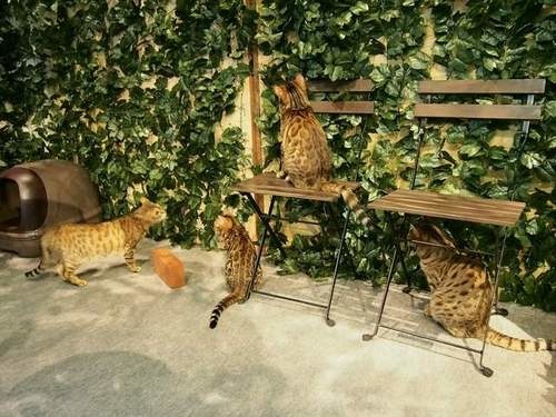 孟加拉猫主题咖啡馆,日本咖啡馆的猫咪