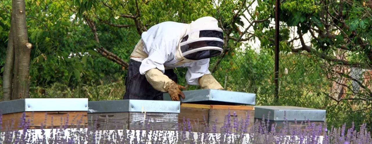 老中医蜂蜜系列,老中医生姜蜂蜜