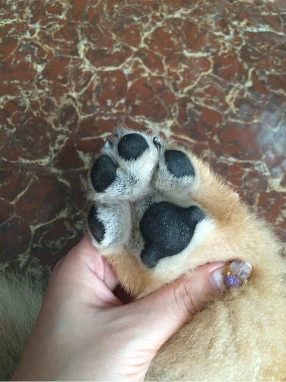 喝个酸奶都能踩空摔倒的笨狗，吃的比我都好！