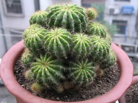 仙人球最常见的品种，你能认识几个？